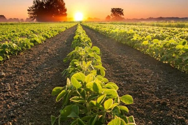 Direitos do agronegócio